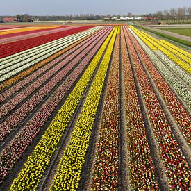 Bollenvelden in bloei bij Lisse (tulpen) sur Hans Elbers