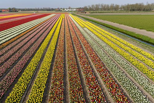Bollenvelden in bloei bij Lisse (tulpen) van Hans Elbers