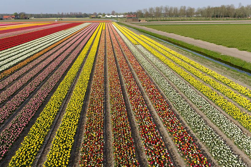 Bollenvelden in bloei bij Lisse (tulpen) van Hans Elbers