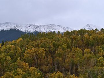 Yellow Wilderness by Timon Schneider