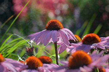 Chapeau de soleil sur Violetta Honkisz