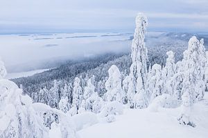 Neblige Aussicht vom Gipfel des Koli NP