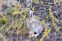 Hare is resting between the plants and remains alert to danger