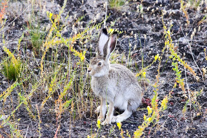 Le lièvre est alerte pour se reposer entre les plantes par Devin Meijer