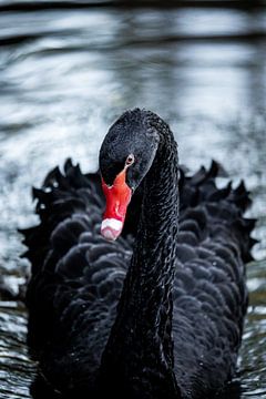 Zwarte zwaan in het water van Arden Booister
