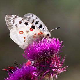 Appolvlinder op bloem van Koen Blancquaert