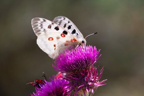 Apple butterfly on flower