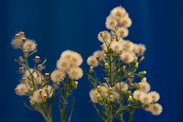 Flauschig mit marineblau.