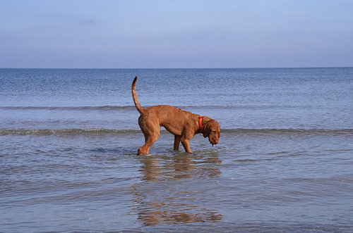 Waterspelletjes aan de Baltische Zee met een Magyar Vizsla.