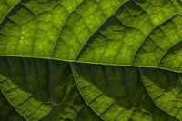 Avocado blad