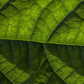 Avocado blad van Jip van de Nes