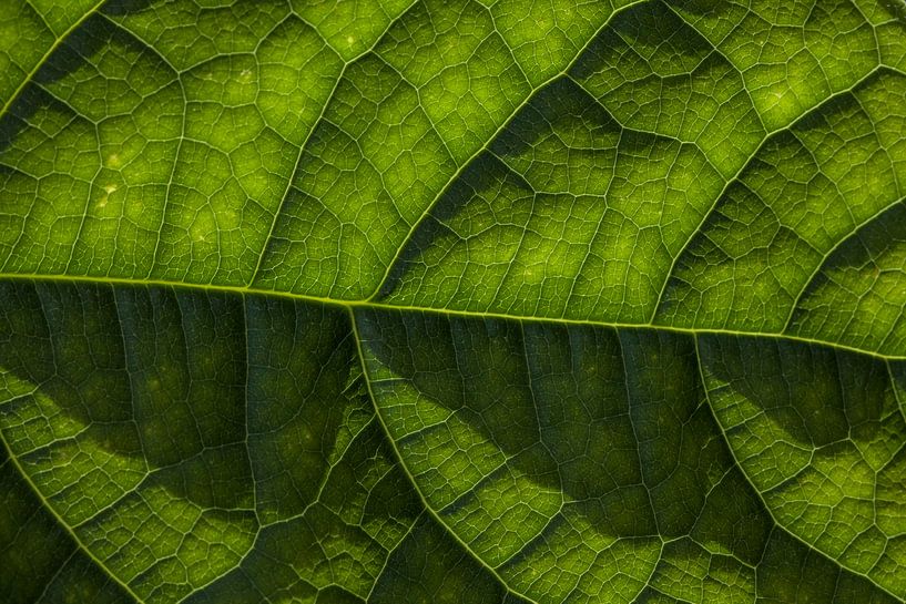 Avocado blad van Jip van de Nes