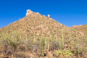 SAGUARO NATIONAAL PARK Woestijnlandschap van Melanie Viola