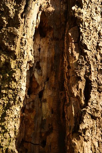 insectenhuis in boom