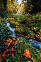 Gouden herfst