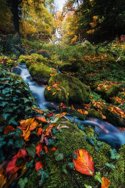 Goldener Herbst von Joris Machholz