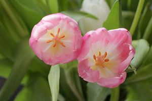 Tulpen