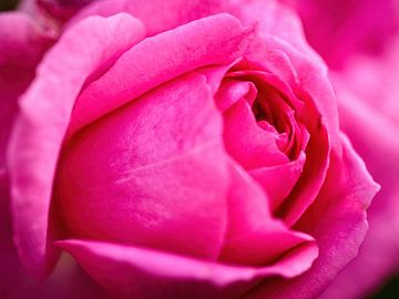 Rose rose sur Rob Boon