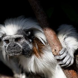 portrait of a pinche monkey by W J Kok