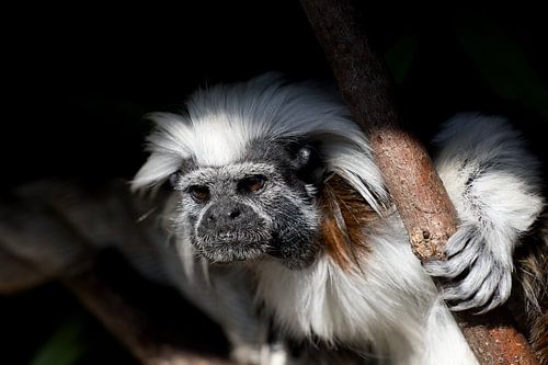 portrait of a pinche monkey