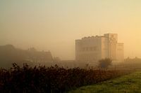 Foggy Lely