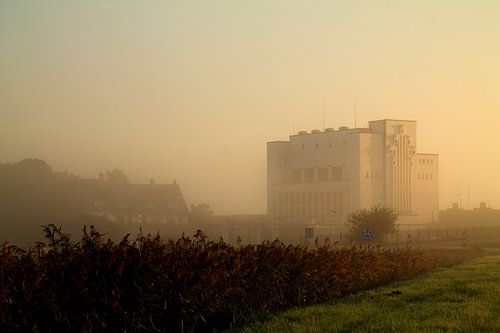 Foggy Lely