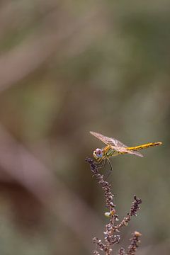 Early darter (Sympetrum fonscolombii)
