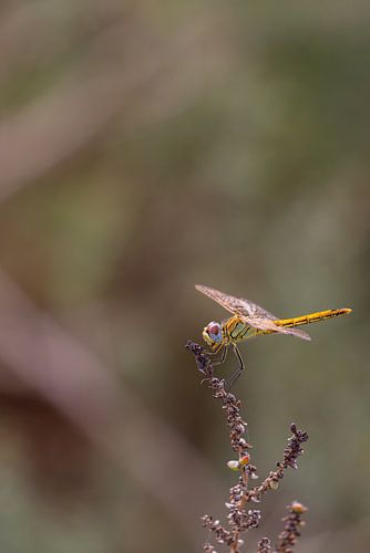 Frühe Heidelibelle (Sympetrum fonscolombii) von Dirk Rüter