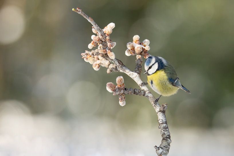 La mésange bleue est l'hiver par Ina Hendriks-Schaafsma