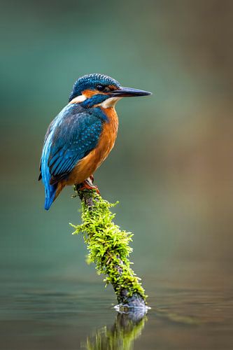 Kingfisher by Max Steinwald