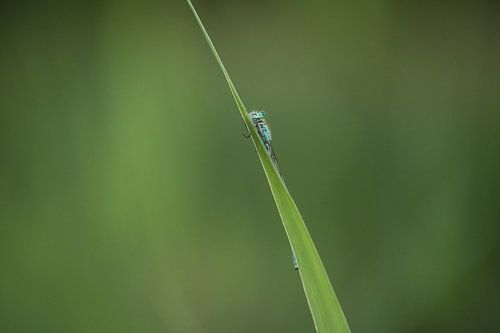 Juffertje hangend aan een grasspriet
