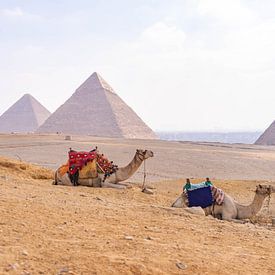 Kamele bei den Pyramiden von Gizeh, Ägypten von Jessica Lokker