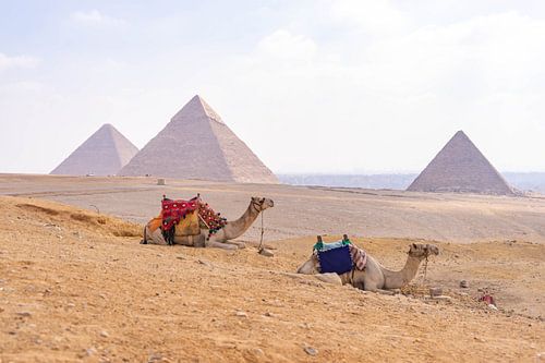 Kamelen bij Piramides van Gizeh, Egypte