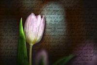 Tulip