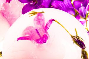 Glockenblume in Eis 