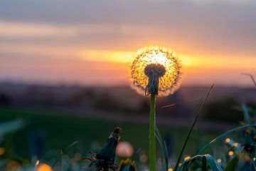 Paardenbloemen in het landschap