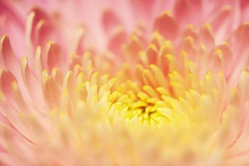 Makroaufnahme einer Blume, Abstraktes Foto von Martijn Schrijver