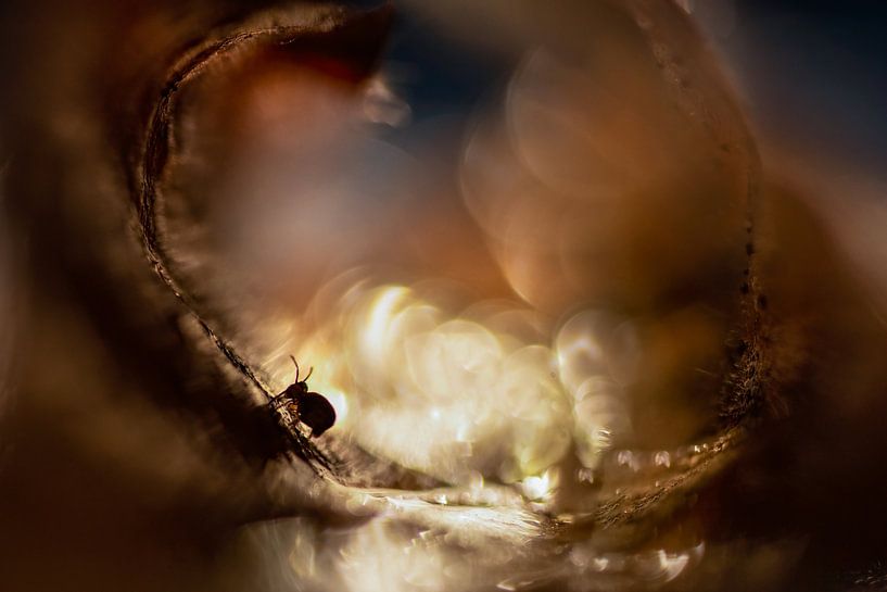 Springtail by Larissa Rand