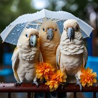Feather friends in the rain
