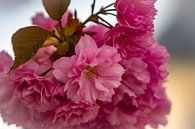 Kirschblüten von Johnny Flash Miniaturansicht