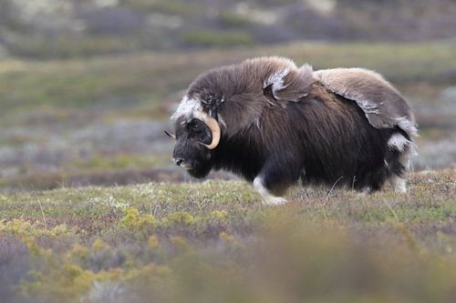 Muskusos in Dovrefjell nationaal park, in de natuurlijke habitat, Noorwegen