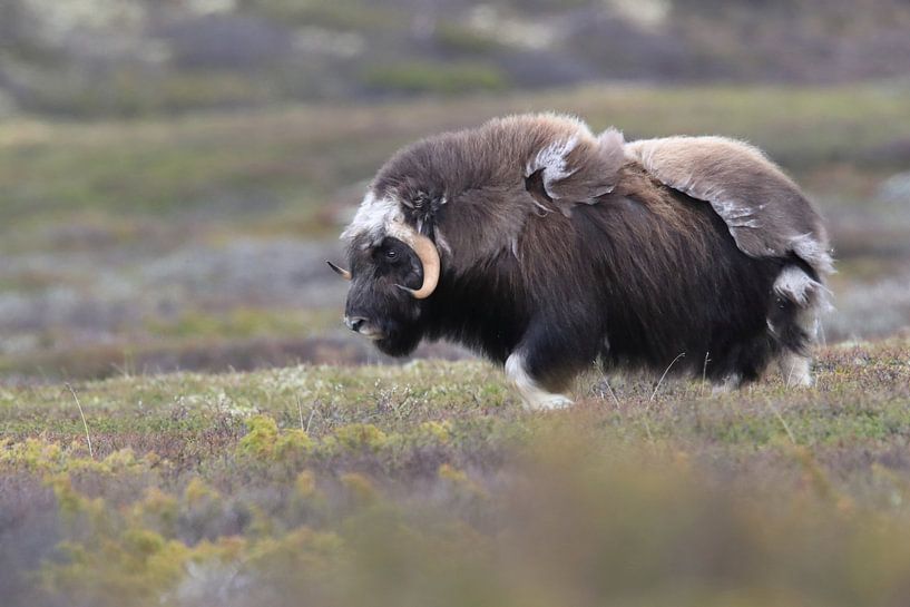 Muskusos in Dovrefjell nationaal park, in de natuurlijke habitat, Noorwegen van Frank Fichtmüller