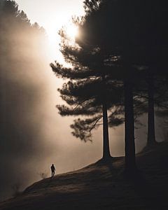 Sonnenaufgang im Wald