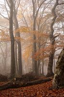 La Veluwe, la forêt dans la brume en automne orange