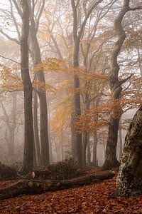 De Veluwe, het bos in de mist in de oranje herfst
