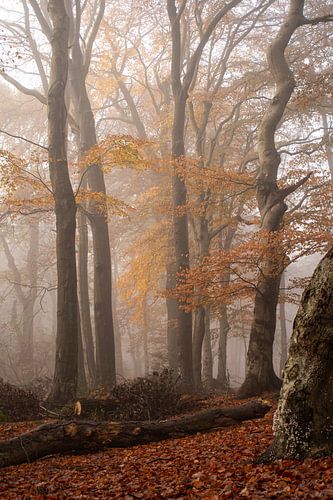 La Veluwe, la forêt dans la brume en automne orange