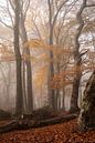 De Veluwe, het bos in de mist in de oranje herfst van Esther Wagensveld thumbnail