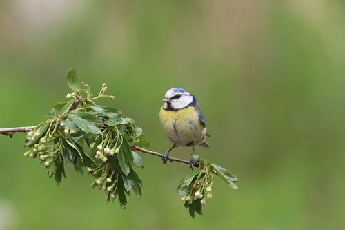 Mésange bleue sur une branche