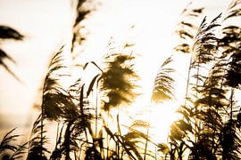 Golden Reeds: Sunlight's Gentle Embrace by DiJa Photography