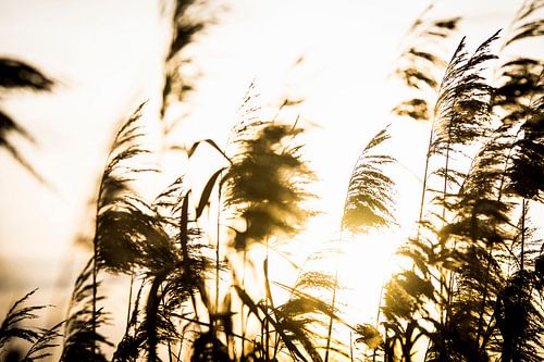 Goldenes Schilf: Sanftes Licht umarmt die Natur